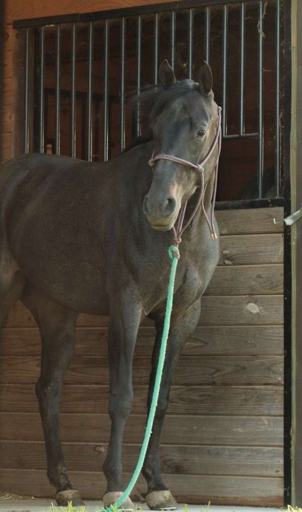 blue-roan-roan-trail-trained-horse