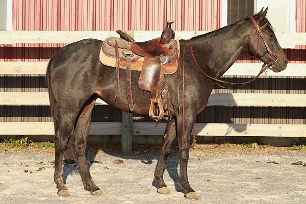 blue-roan-quarter-horse-mare