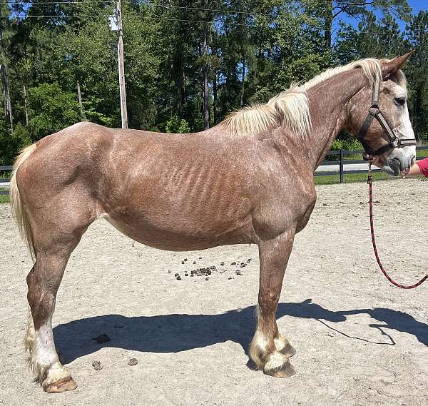 red-roan-belgian-mare