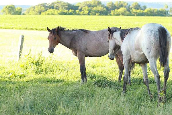 quarter-horse-filly