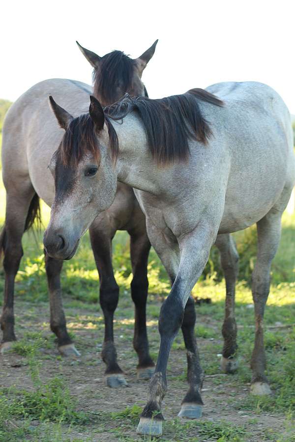 quarter-horse-for-sale