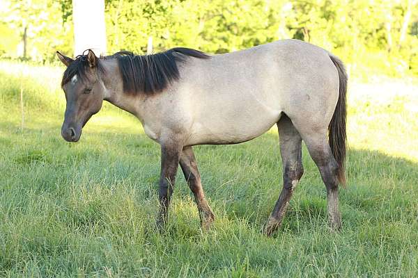 foundation-halter-colt