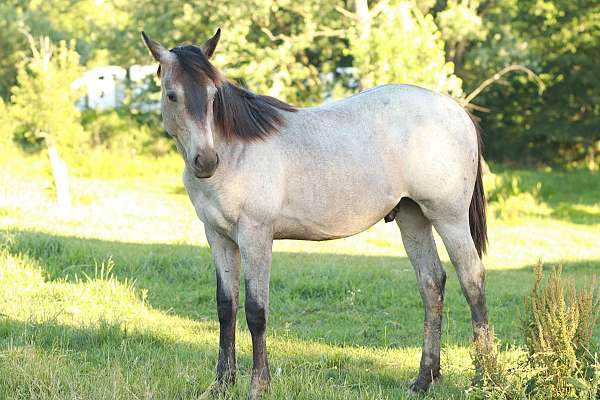 foundation-halter-horse