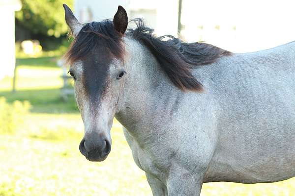 stud-colt-filly