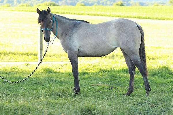 aqha-quarter-horse