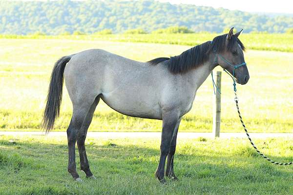 bred-quarter-horse