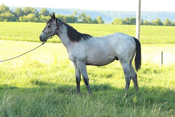 color-quarter-horse