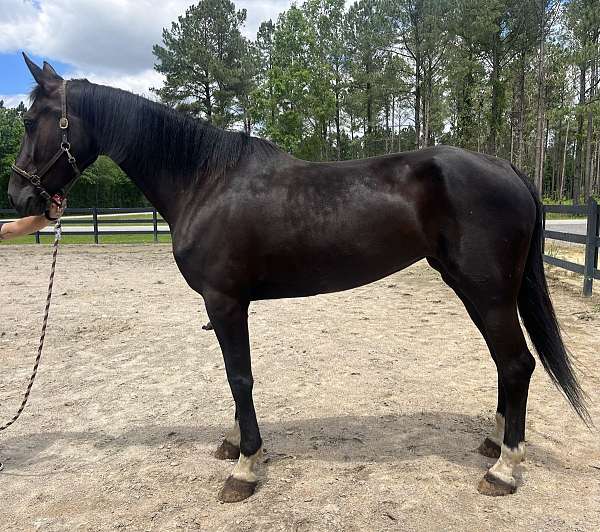 black-dutch-warmblood-mare