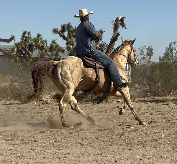 rope-horse-prospect-appaloosa