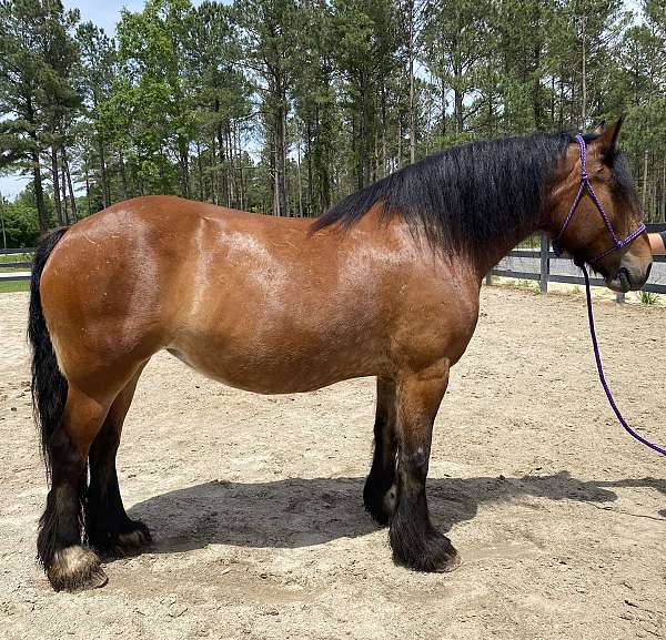 bay-gypsy-vanner-mare