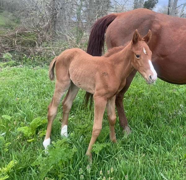 quarter-horse-filly