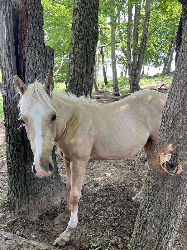 palomino-mare-yearling