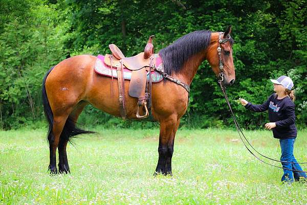 all-around-friesian-horse