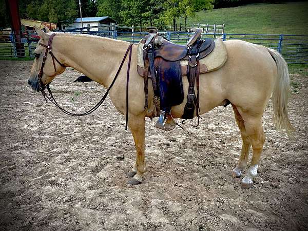 ranch-ranch-versatility-gelding