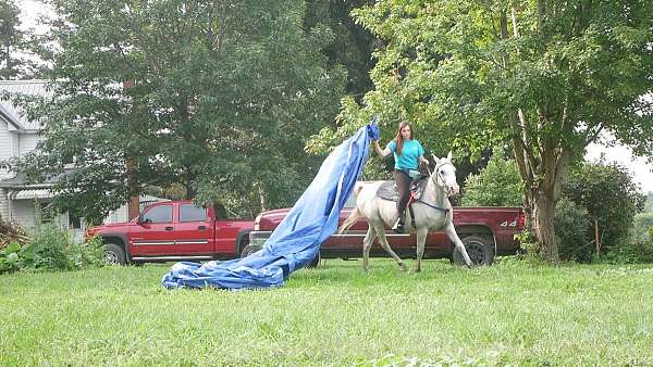 spirit-creek-arabians-horse