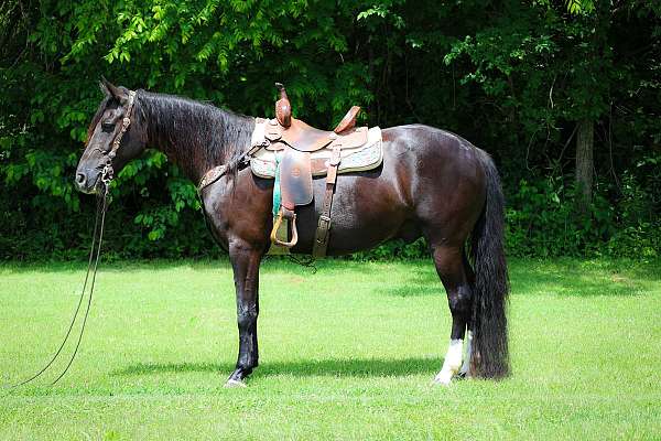 all-around-missouri-fox-trotter-horse