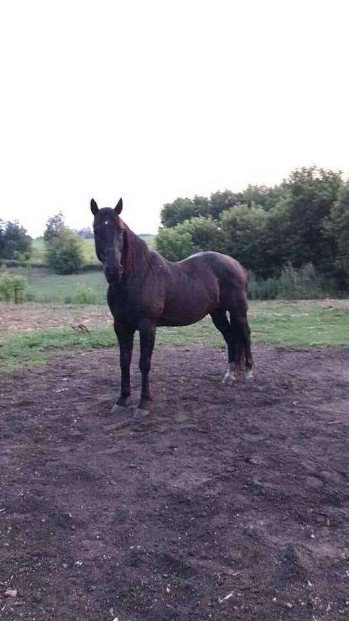 black-gelding-for-sale