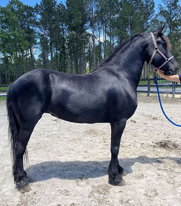 black-friesian-mare