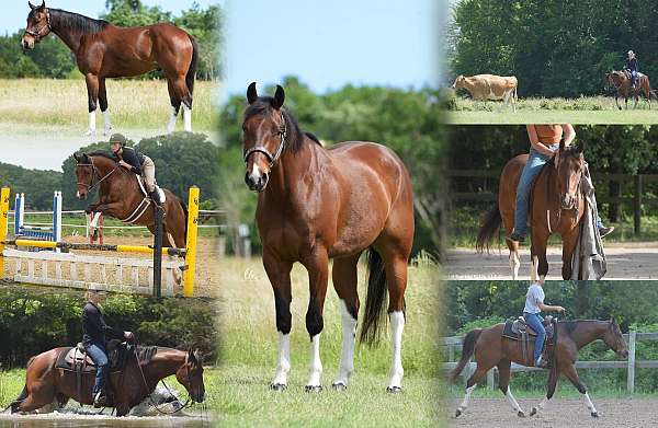 schooling-first-level-paint-horse