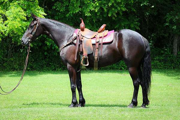 all-around-friesian-horse