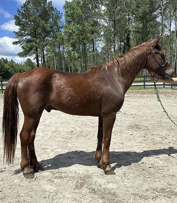 harness-trail-morgan-horse