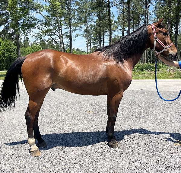 bay-draft-gelding