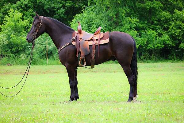 all-around-morgan-horse