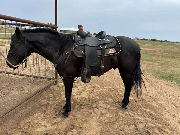 trail-horse-performance-horse-prospect-quarter