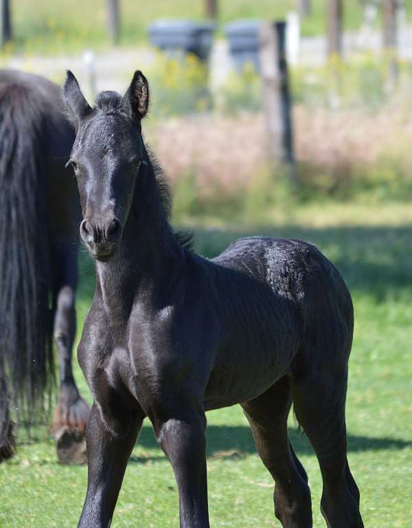 fhana-filly-friesian-horse