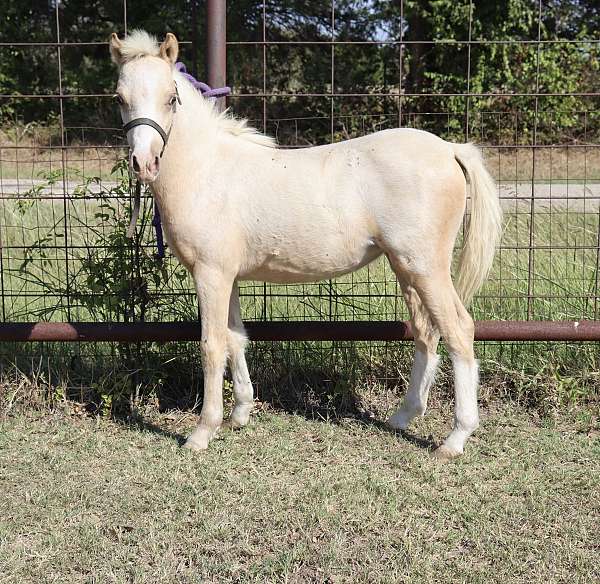 welsh-pony-filly