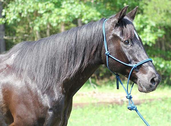 black-small-star-no-other-markings-horse