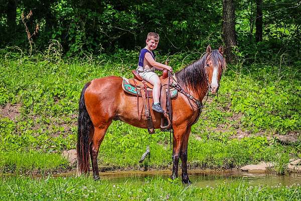 working-catt-missouri-fox-trotter-horse