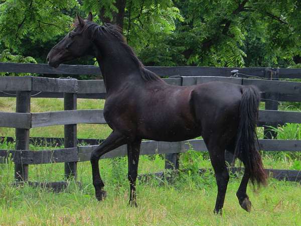 fei-saddlebred-horse