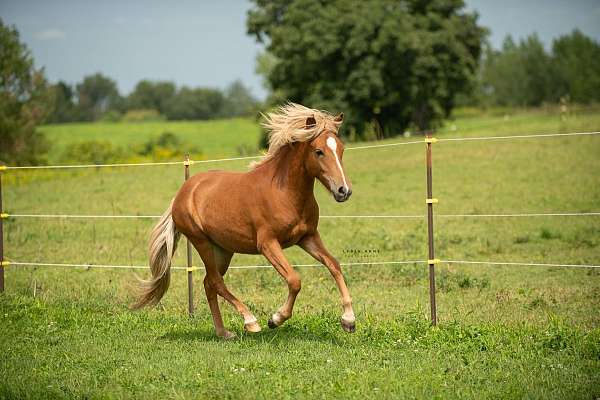 filly-icelandic-horse