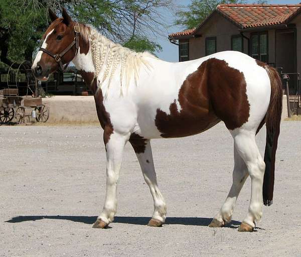 all-paint-horse