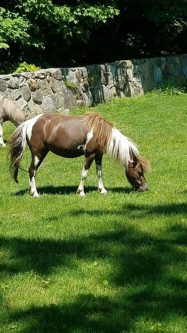 tobiano-socking-horse