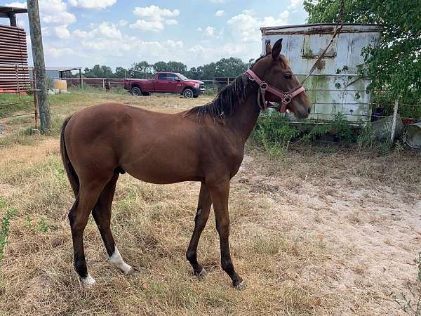 auction-colt