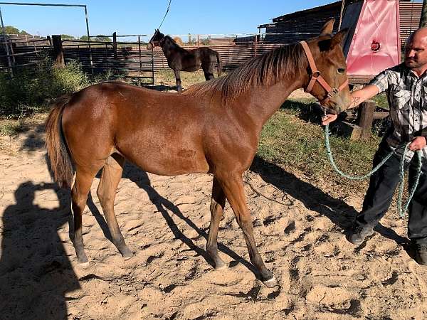 auction-filly