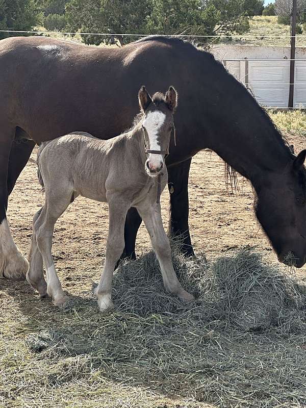 blue-roan-roan-gvhs-colt-foal