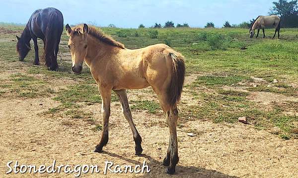 2024 Buckskin Sport Pony Filly