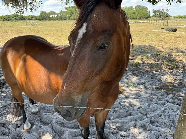 kid-safe-quarter-horse