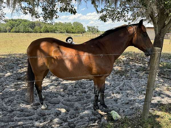 white-blaze-on-face-horse