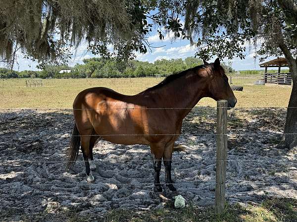 bay-white-blaze-on-face-horse