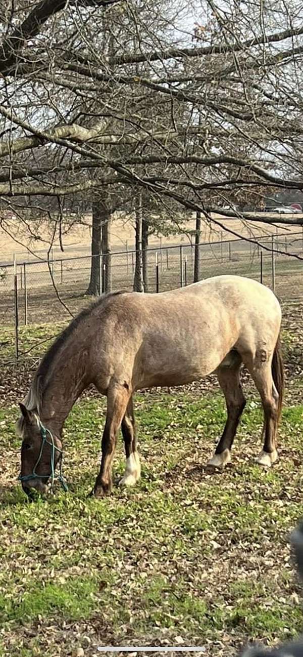 appaloosa-gelding