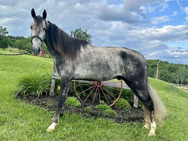 dappled-trail-tennessee-walking-horse