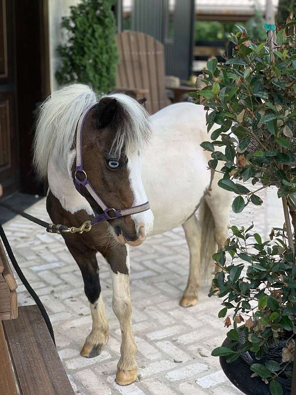 pinto-2-blue-eyes-pony