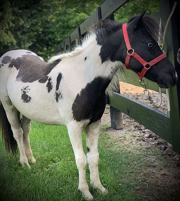 miniature-pony-filly