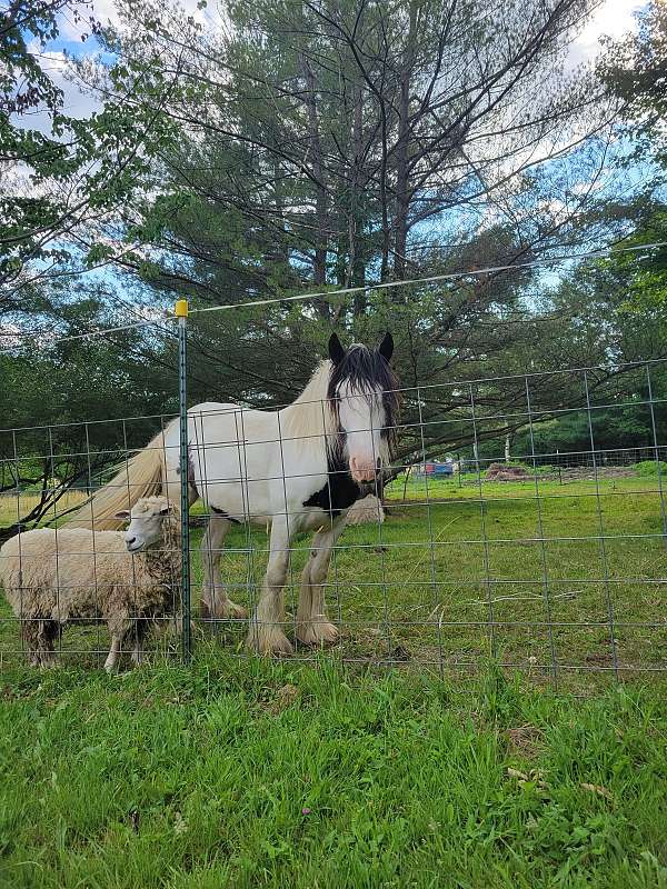 piebald-black-horse