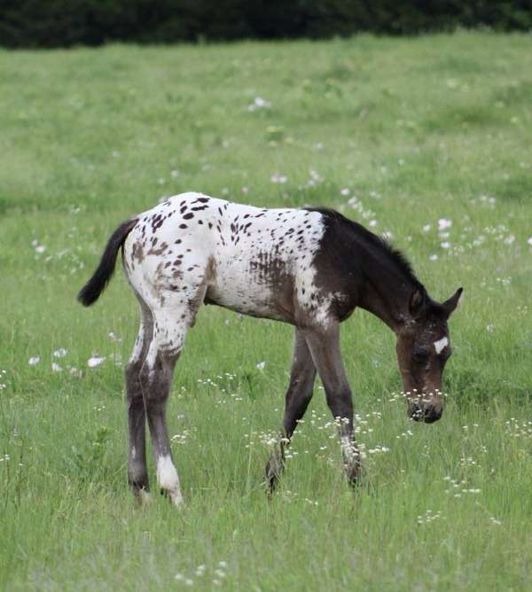 leopard-horse