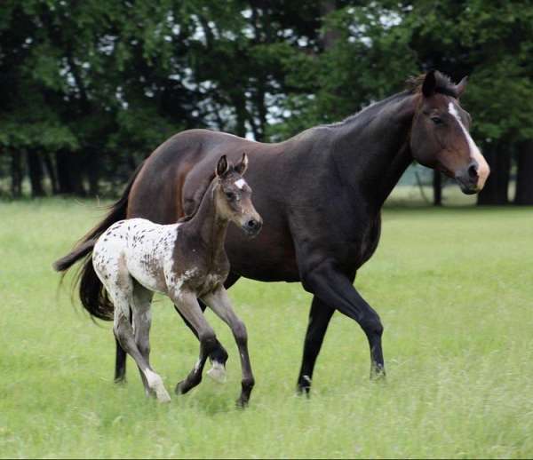 buckskin-leopard-horse